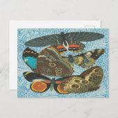 フランスのヴィンテージ蝶イラストレーション-2 ポストカード (正面/裏面)