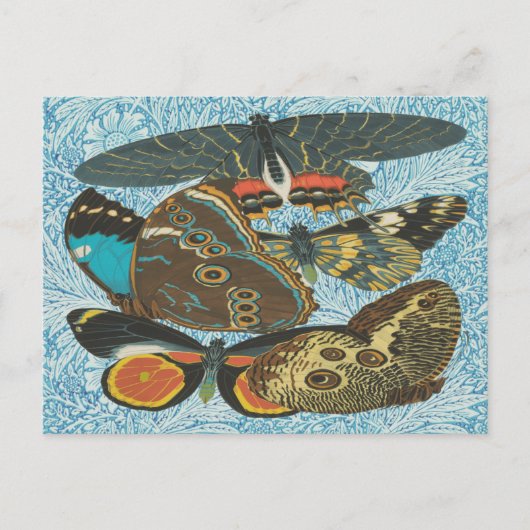 フランスのヴィンテージ蝶イラストレーション-2 ポストカード (正面)