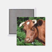 フランスの牛ポートレート マグネット (正面/裏面)