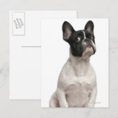 フランスの犬の子犬（5カ月） ポストカード (正面/裏面)
