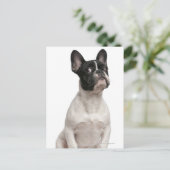 フランスの犬の子犬（5カ月） ポストカード (スタンド正面)