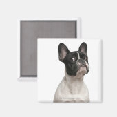 フランスの犬の子犬(5カ月) マグネット (正面/裏面)