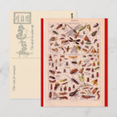 フランスの百科事典1920、昆虫 ポストカード (正面/裏面)