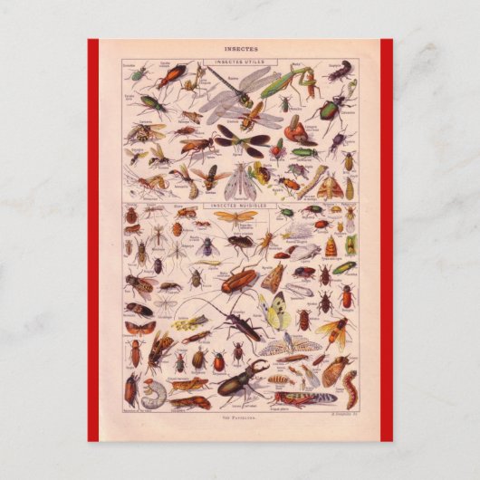 フランスの百科事典1920、昆虫 ポストカード (正面)