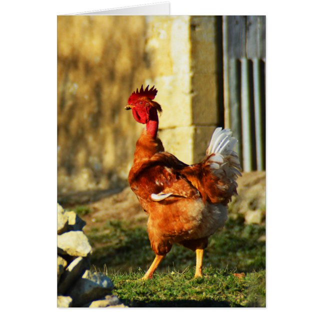 フランスの皮 (正面)