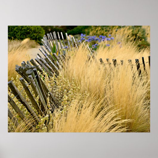 フランスの背の高い金ゴールドの草 ポスター (正面)