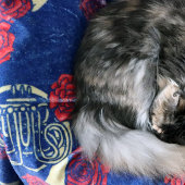 フランスの角 フリースブランケット