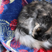 フランスの角 フリースブランケット