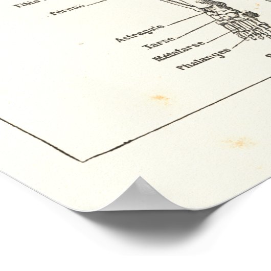 フランスの骨格解剖ヴィンテージ図1800の図 ポスター (角)