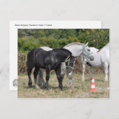 フランスの黒と灰色のペルシュロンの花 ポストカード (正面/裏面)