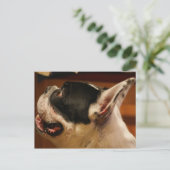 フランスの-bulldog.png ポストカード (スタンド正面)