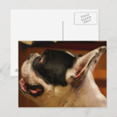 フランスの-bulldog.png ポストカード (正面/裏面)