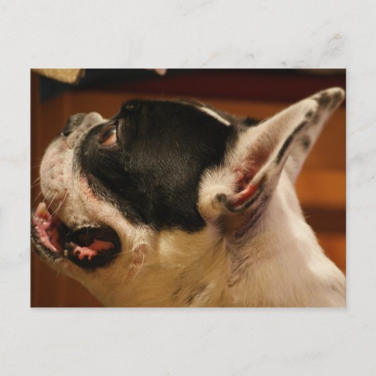 フランスの-bulldog.png ポストカード (正面)
