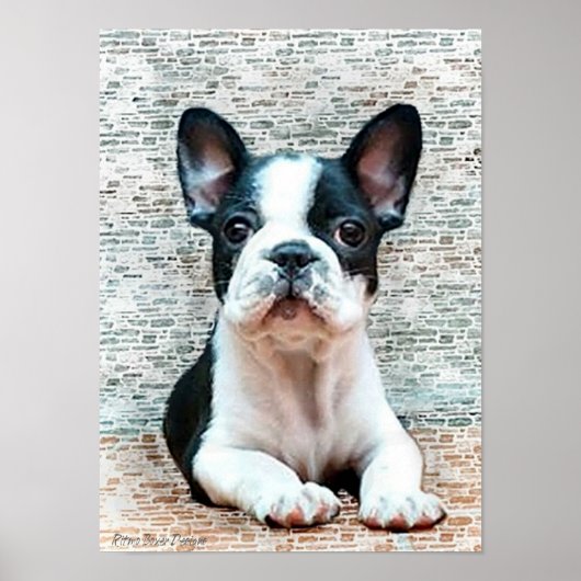 フランスのBulldog Canvas Print ポスター (正面)