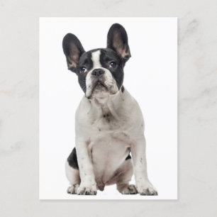フランスのBulldog Puppy Dog – 愛、こんにちは、ありがとう ポストカード