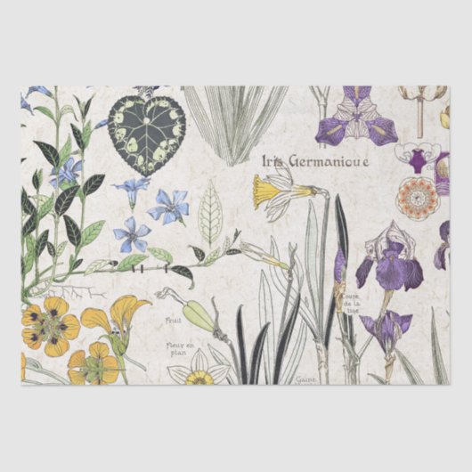 フランス人のアールヌーボーのアイリスによってはティッシュペーパーが開花します 薄葉紙 (正面)