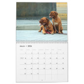 フランス語Mastiff Dogue de Bordeaux Calendar カレンダー (3月 2026)