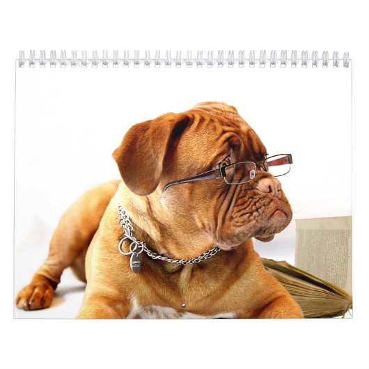 フランス語Mastiff Dogue de Bordeaux Calendar カレンダー (カバー)