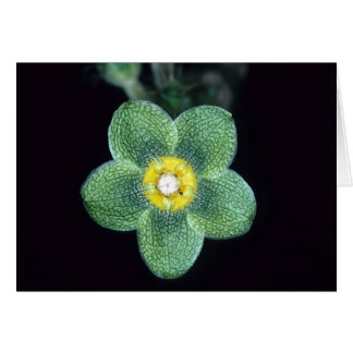 フランス領ギニア: Mateleaのgracieae