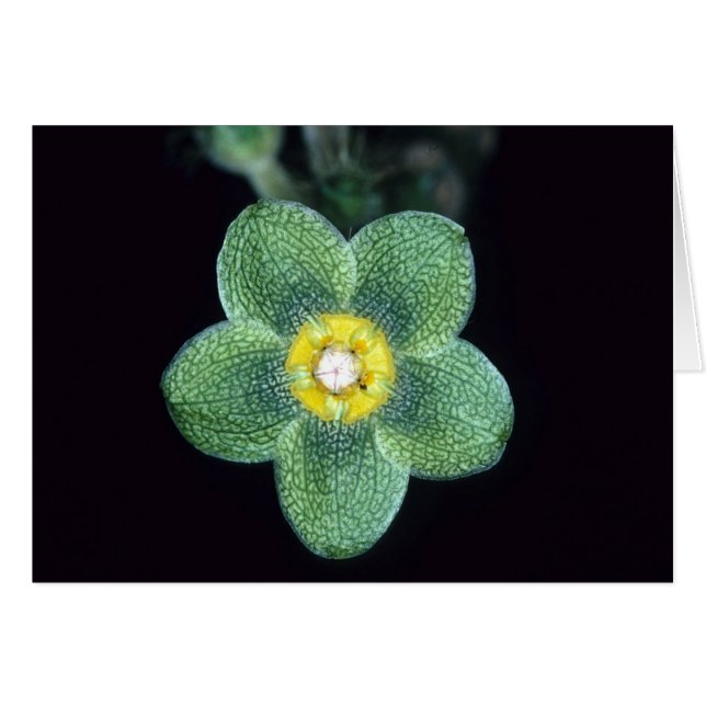 フランス領ギニア: Mateleaのgracieae (正面横)