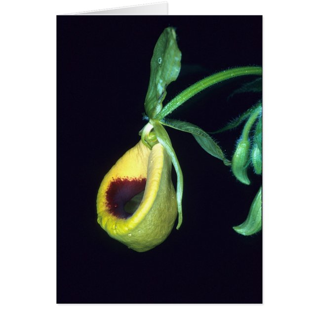 フランス領ギニア: Selenipediumのpalmifolium (正面)