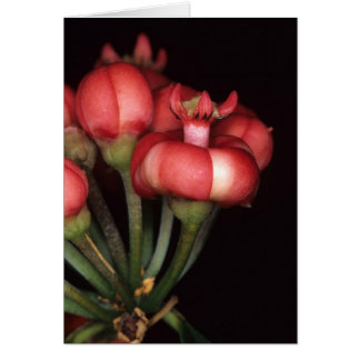 フランス領ギニア: Symphoniaのglobulifera