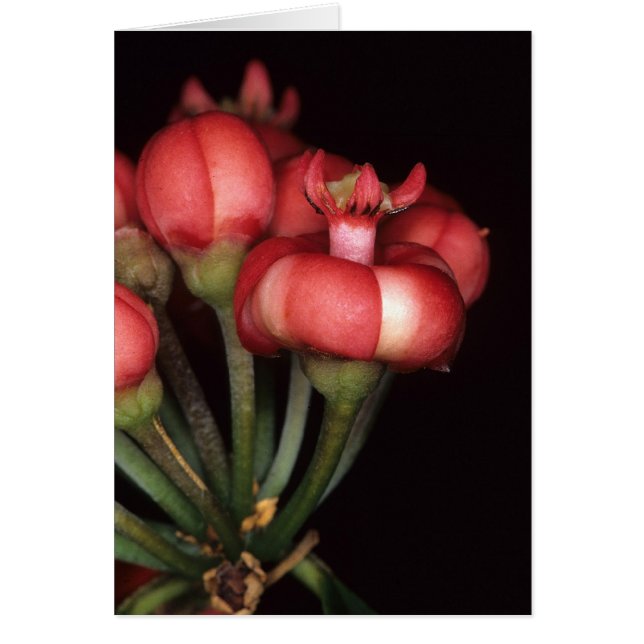 フランス領ギニア: Symphoniaのglobulifera (正面)