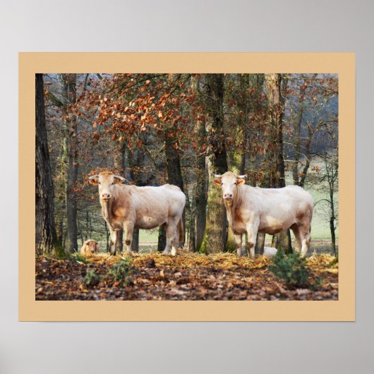 フランス，ウッドランドの牛 ポスター (正面)