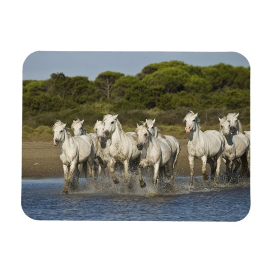 フランス、カマルグ。馬が河口を駆ける 3 マグネット (横)