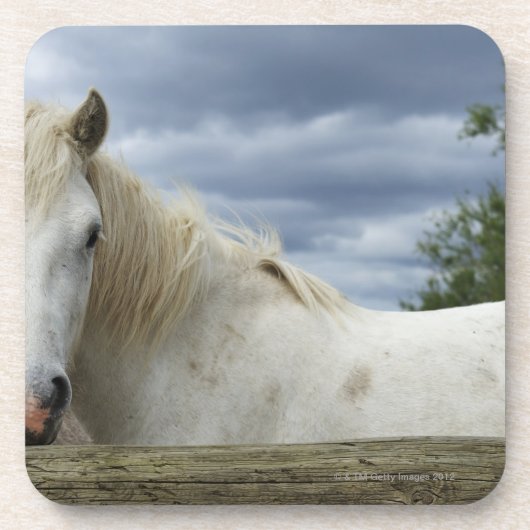 フランス コースター (正面)