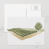 フランス，サンテミリオン ポストカード (正面/裏面)