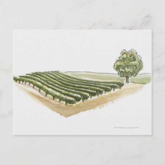 フランス，サンテミリオン ポストカード (正面)