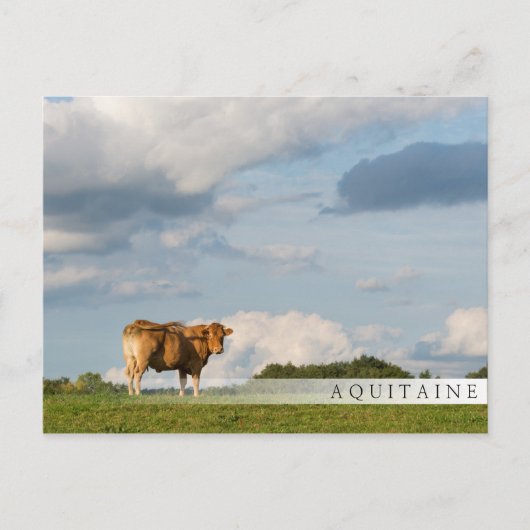 フランス・ドルドーニュ地方のブロンド・ダキテーヌ・コウ ポストカード (正面)