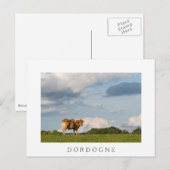 フランス・ドルドーニュ地方のブロンド・ダキテーヌ・コウ ポストカード (正面/裏面)