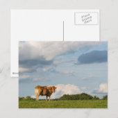 フランス・ドルドーニュ地方のブロンド・ダキテーヌ・コウ ポストカード (正面/裏面)