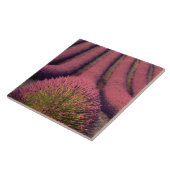 フランス,ハイプロヴァンスのラベンダーフィールド2 タイル (側面)