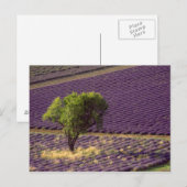 フランス、ハイプロヴァンスのラベンダーフィールド ポストカード (正面/裏面)