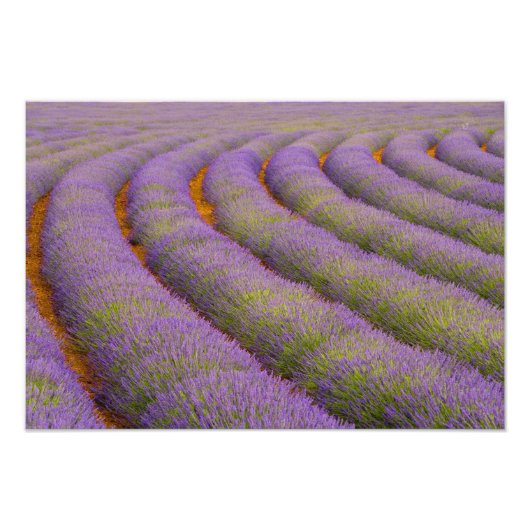 フランス、プロヴァンス地方。曲線状の行 フォトプリント            (正面)