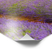 フランス、プロヴァンス地方。曲線状の行 フォトプリント            (角)