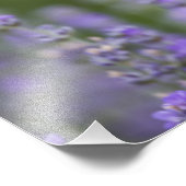 フランス、プロヴァンス。～の分野で唯一のポピー フォトプリント            (角)