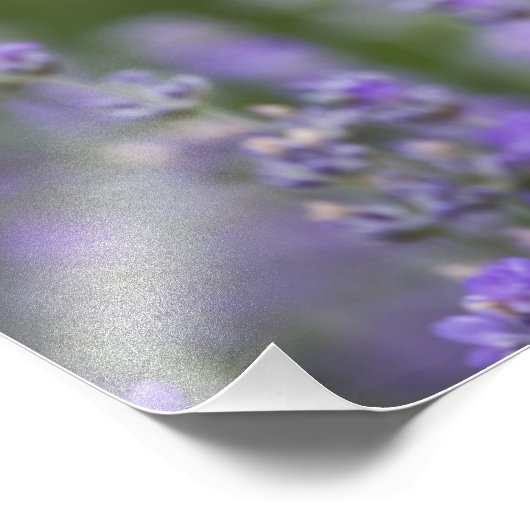 フランス、プロヴァンス。~の分野で唯一のポピー フォトプリント (角)