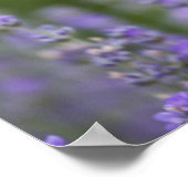 フランス、プロヴァンス。~の分野で唯一のポピー ポスター (角)