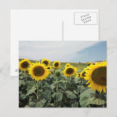 フランス プロヴァンス ひまわりの花畑の風景 ポストカード (正面/裏面)
