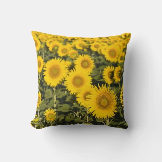 フランス、プロヴァンス、バレンソール。フィールド クッション (正面)