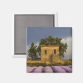 フランス、プロヴァンス。ラベンダーの分野 マグネット (正面/裏面)