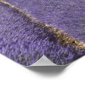 フランス、プロヴァンス。ラベンダーの列の開花。 ポスター (角)