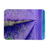 フランス，プロヴァンス，ラベンダーの列 マグネット (横)