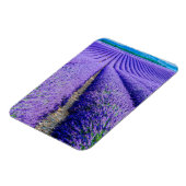 フランス，プロヴァンス，ラベンダーの列 マグネット (左側)