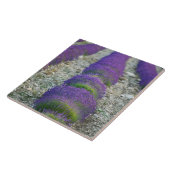 フランス、プロヴァンス、ラベンダーフィールド タイル (側面)