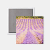 フランス プロヴァンス ラベンダー畑 マグネット (正面/裏面)